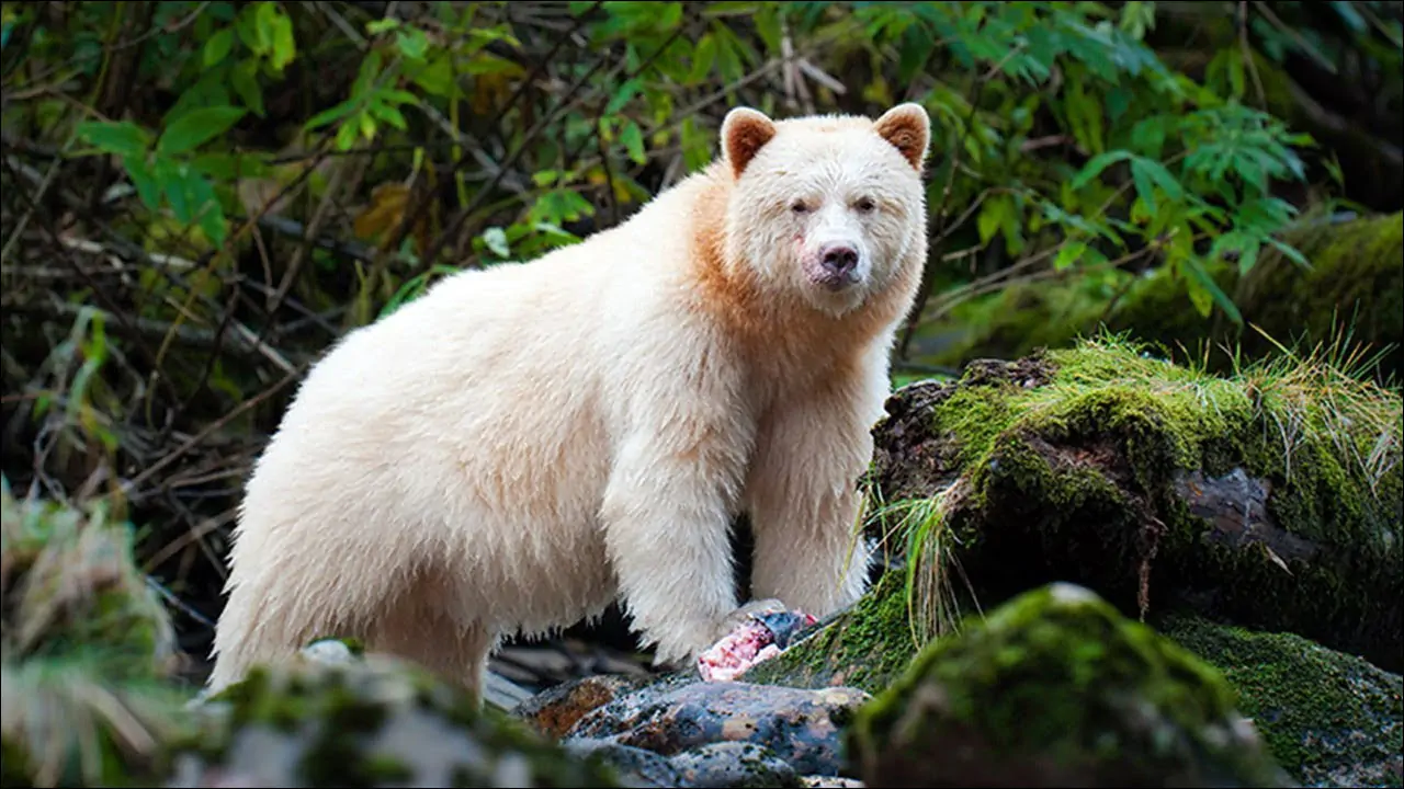 Кермодский медведь - один из символов Британской Колумбии